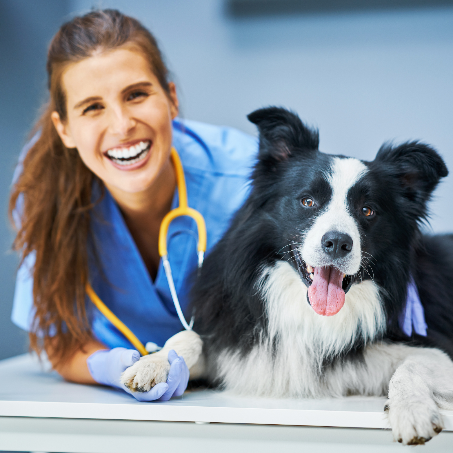 Clínicas veterinárias e pet shops