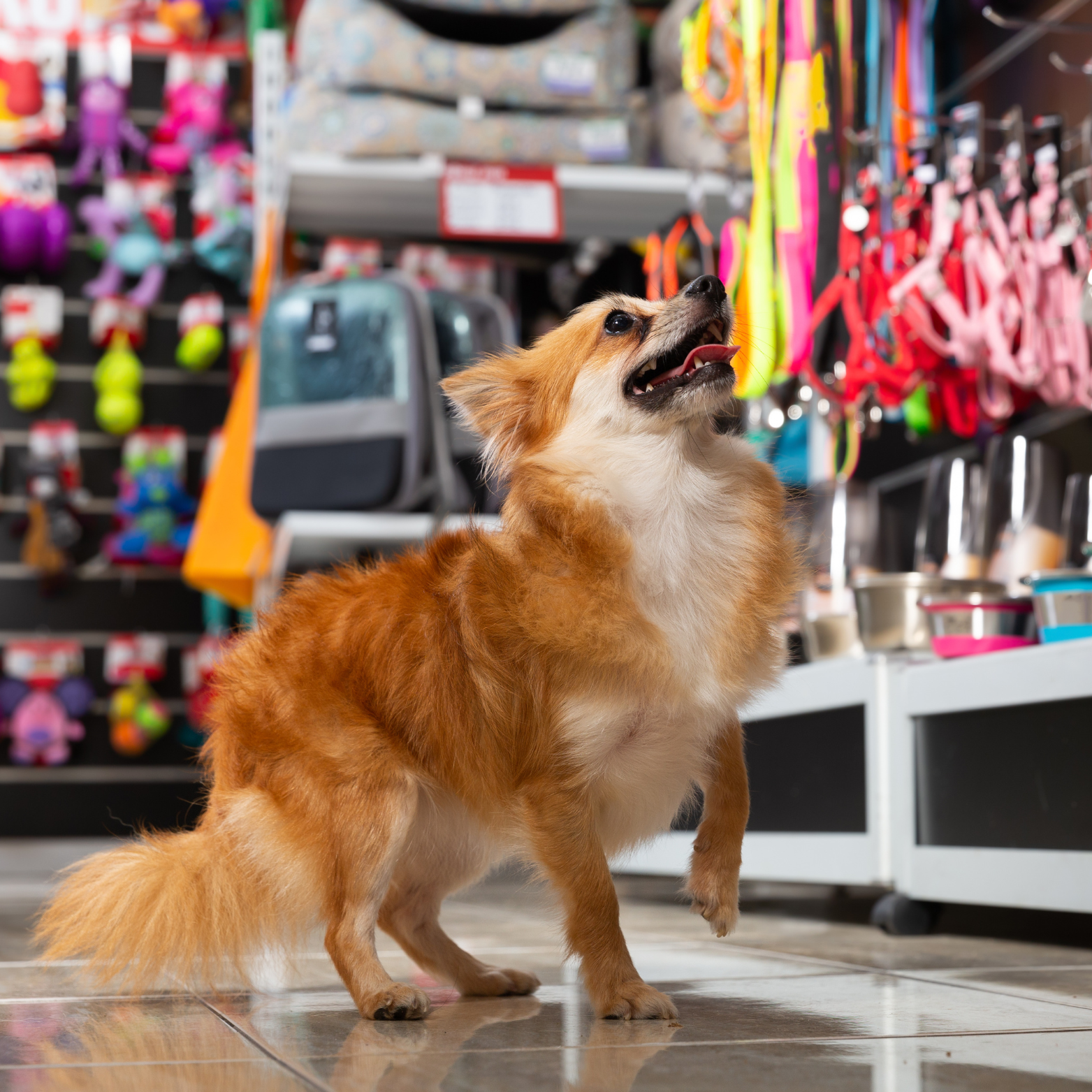 Lojas que desejam oferecer um diferencial